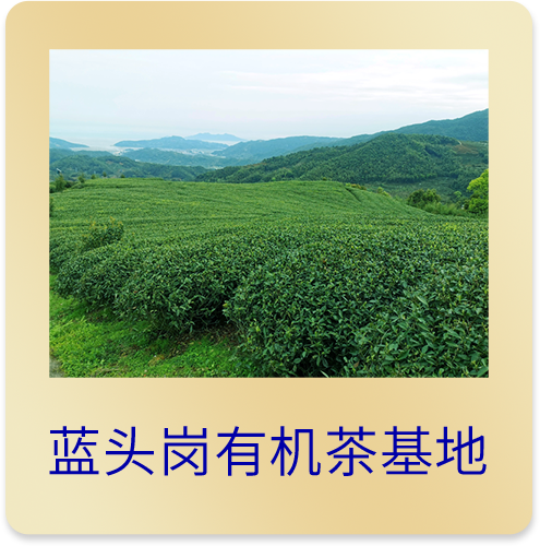 蓝头岗·九一茶场基地