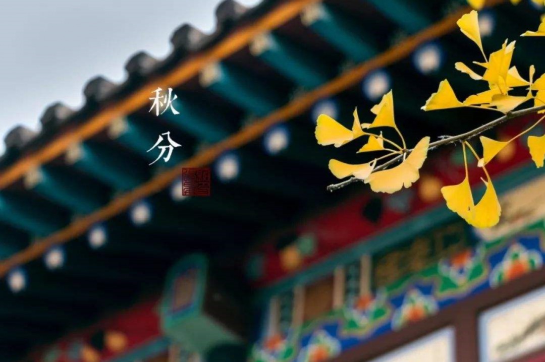 秋分 | 风清露寒白茶暖