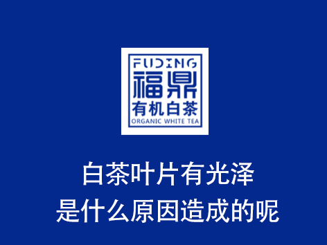 白茶叶片有光泽是什么原因造成的呢