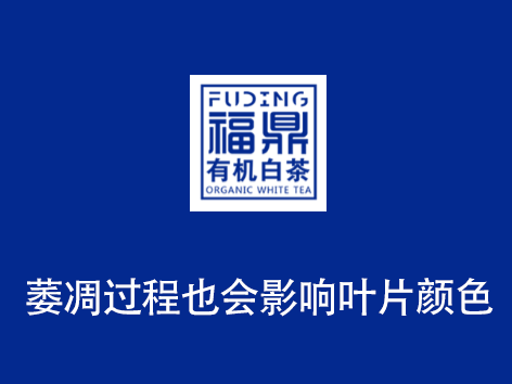 萎凋过程也会影响叶片颜色