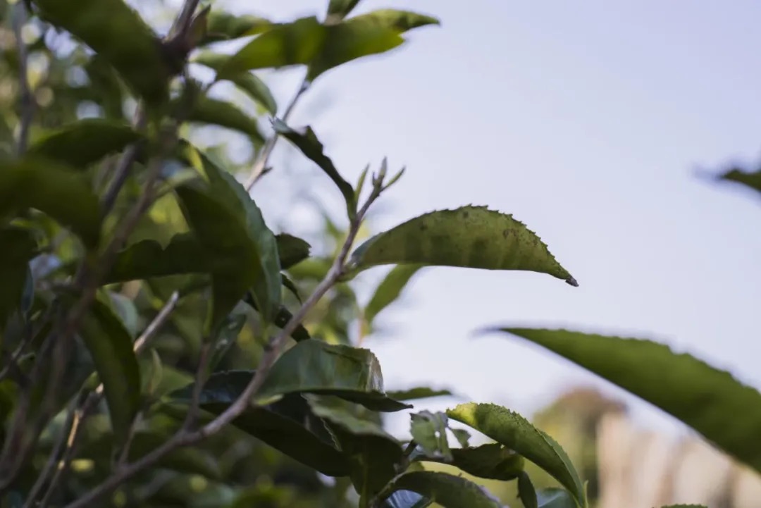 木林森，每一片叶子都是源于自然的情书！