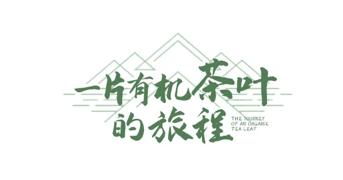 一片有机茶叶的旅程